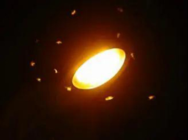 小飞虫