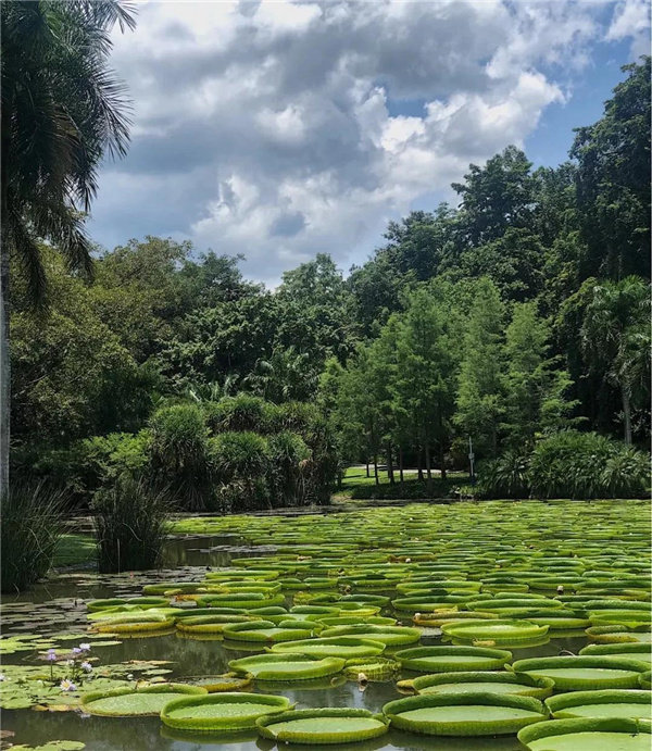 西双版纳热带植物园