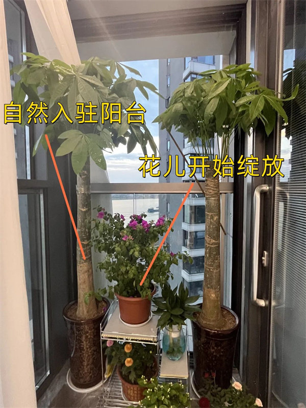 赏花养草，将自然搬进阳台。