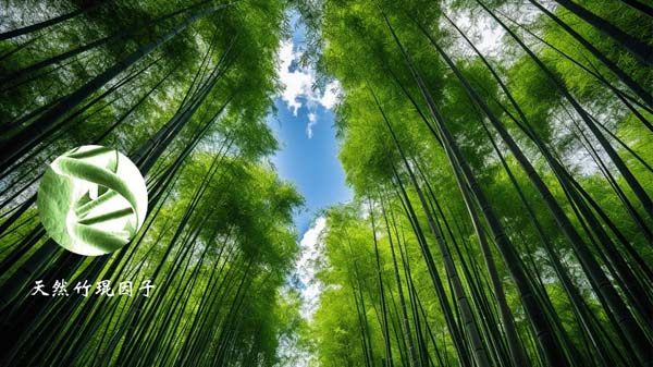 天然竹琨因子 天然竹琨因子
